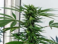 CBD GSC1 2023 P1080873 LR-1.jpg