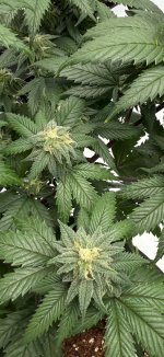 IMG_1800.jpeg