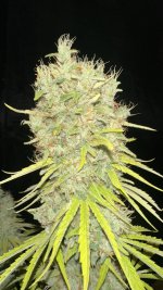 IMG_3168.jpeg