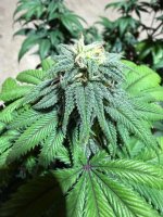 IMG_1832.jpeg