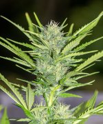 Afghan Haze #5 092224 DSC_3286 LR.jpg