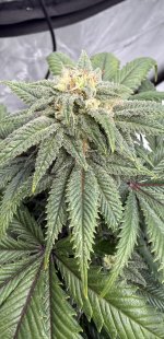 IMG_1853.jpeg