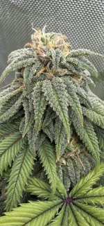 IMG_1889.jpeg