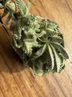 IMG_1910.jpeg