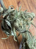 IMG_1909.jpeg