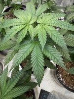 IMG_1941.jpeg