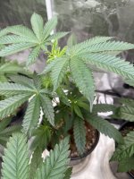 IMG_1938.jpeg