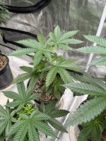 IMG_1937.jpeg