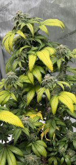 IMG_2022.jpeg
