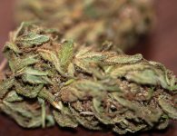 Afghan Haze#2 DSC_8380 LR A.jpg