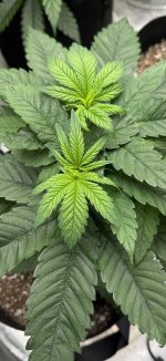 IMG_2083.jpeg