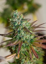 nwbud3 12_13 - Copy.JPG