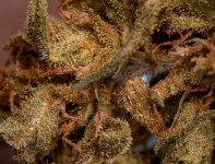 Jack Herer X La Nina DSC_0851 LR A.jpg