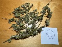 NHmale36(10).JPG