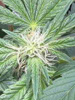 IMG_2440.jpeg