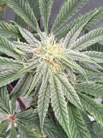 IMG_2437.jpeg