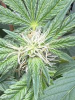 IMG_2439.jpeg