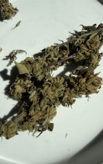 IMG_2465.jpeg