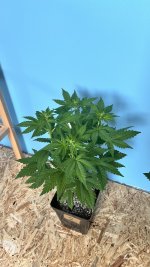 IMG_3750.jpeg