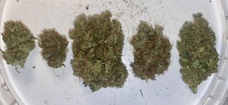IMG_7053.jpeg IMG_7053.jpeg