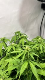 IMG_3782.jpeg