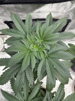 IMG_2633.jpeg