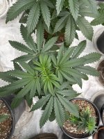 IMG_2632.jpeg