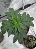 IMG_2634.jpeg