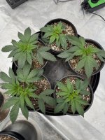 IMG_2635.jpeg