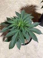 IMG_2692.jpeg