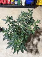 IMG_2698.jpeg