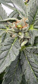 IMG_2729.jpeg