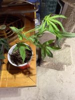 IMG_2756.jpeg