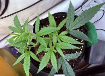 g13.JPG