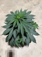 IMG_2918.jpeg