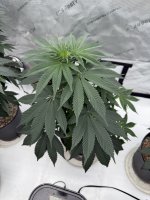IMG_2988.jpeg