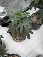 IMG_2990.jpeg