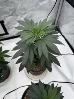 IMG_2987.jpeg