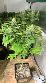 IMG_3873.jpeg