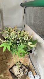 IMG_3881.jpeg
