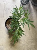 IMG_3116.jpeg