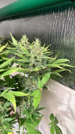 IMG_3934.jpeg