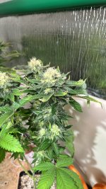 IMG_3907.jpeg