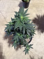 IMG_3145.jpeg