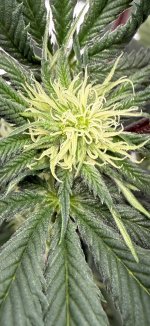 IMG_3176.jpeg
