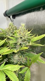 IMG_3972.jpeg