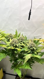 IMG_3976.jpeg