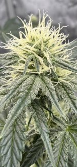 IMG_3212.jpeg