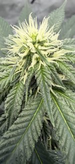 IMG_3210.jpeg