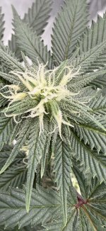 IMG_3207.jpeg